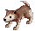 Desert Wolf Baby